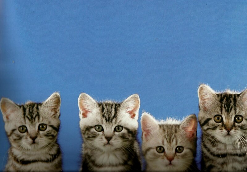 Four Tabby Kittens — Blue
