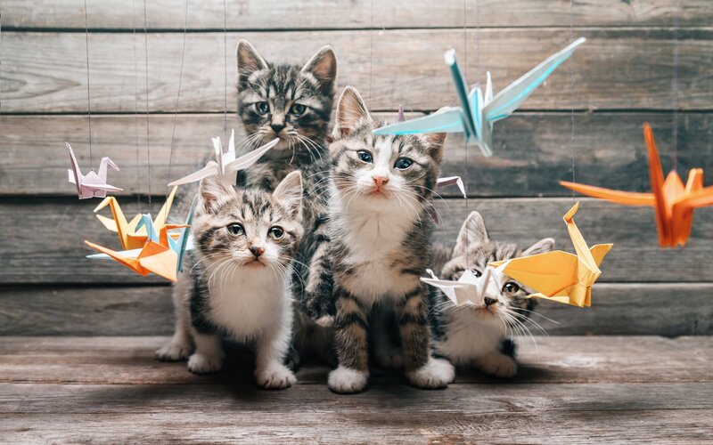 Four Tabby Kittens — Brown, Calm, Photograph, Origami Cranes