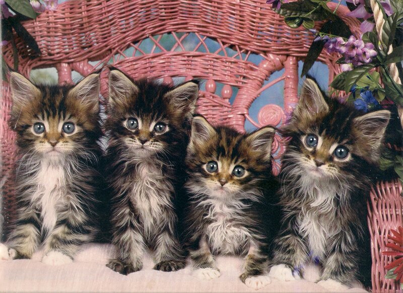 Four Tabby Kittens — Brown, Calm, Photograph