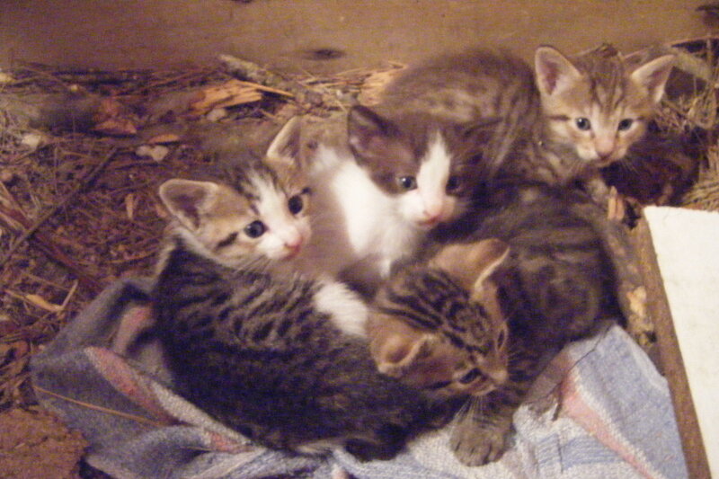 Four Tabby Kittens — Brown, Calm