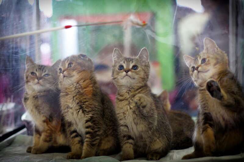 Four Tabby Kittens — Brown, Curious