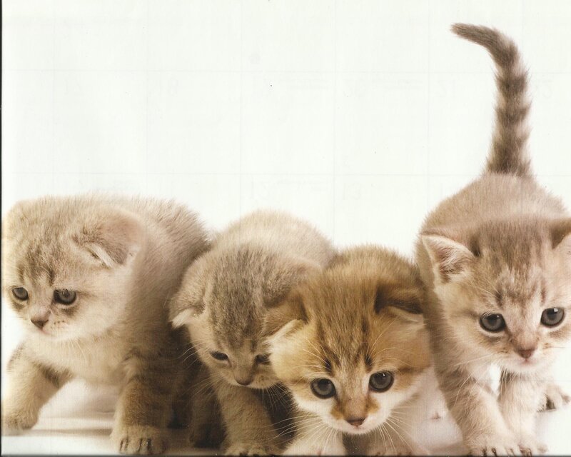 Four Tabby Kittens — Brown, Innocent