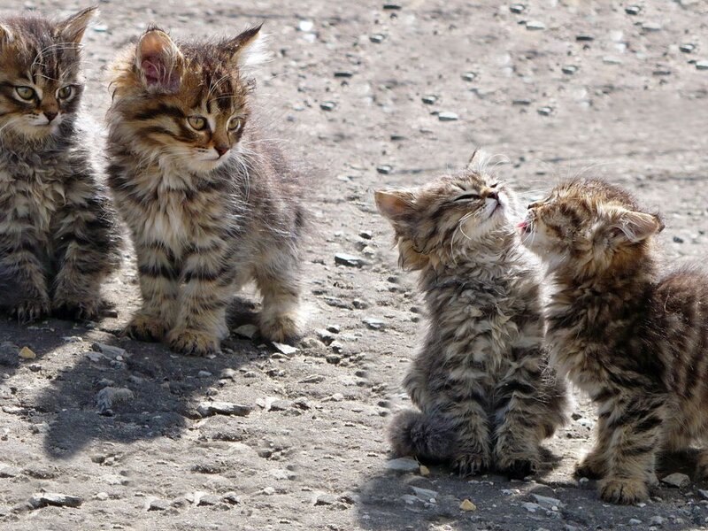 Four Tabby Kittens — Brown, Playful, Afternoon