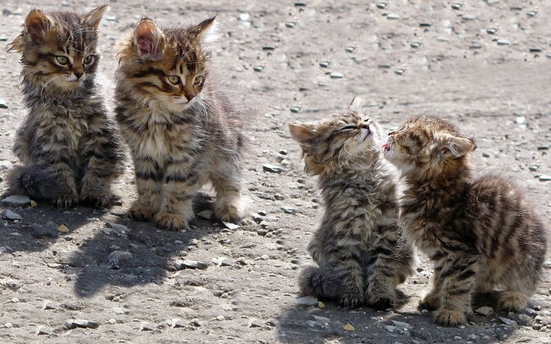 Four Tabby Kittens — Brown, Playful