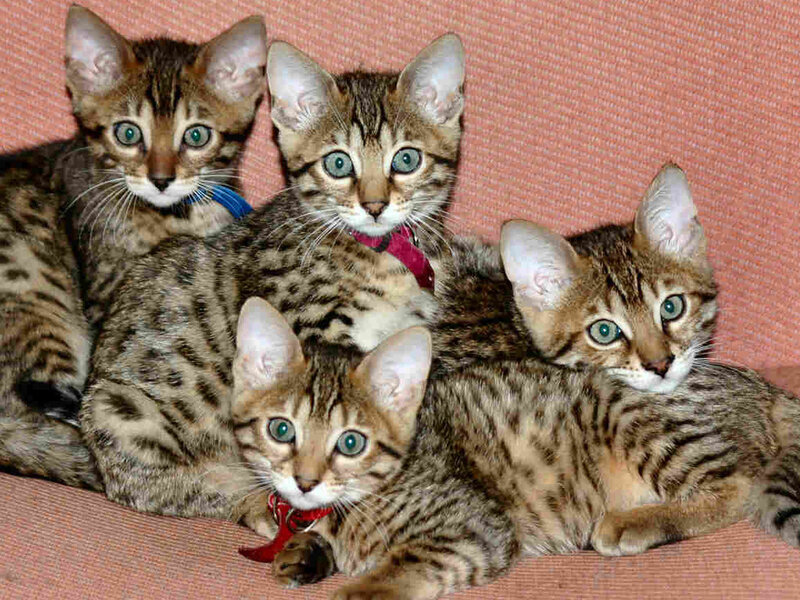Four Tabby Kittens — Brown