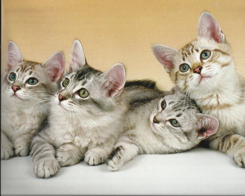 Four Tabby Kittens — Gray, Calm