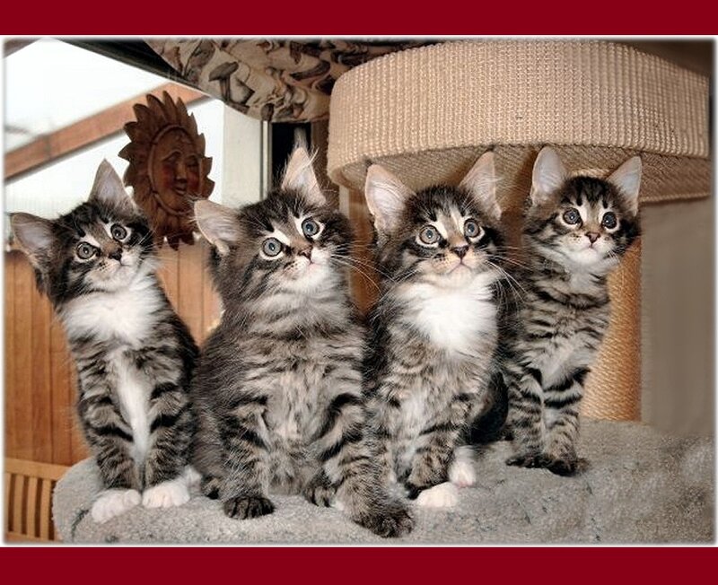 Four Tabby Kittens — Gray, Curious