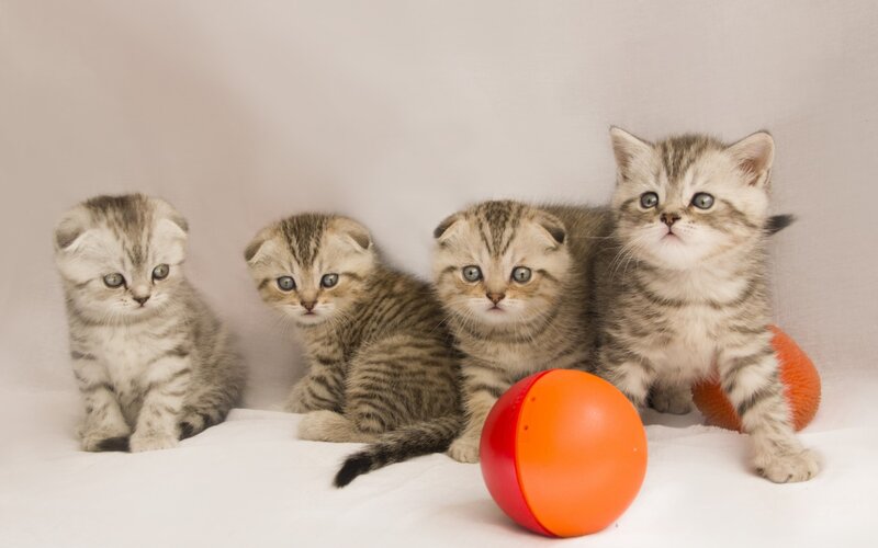 Four Tabby Kittens — Gray, Innocent