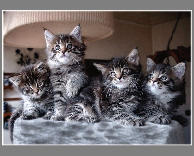 Four Tabby Kittens — Gray