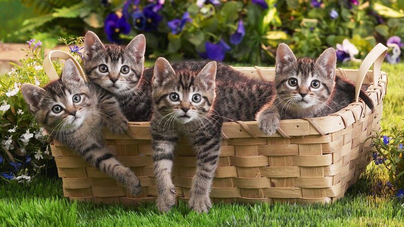 Four Tabby Kittens — Green, Calm