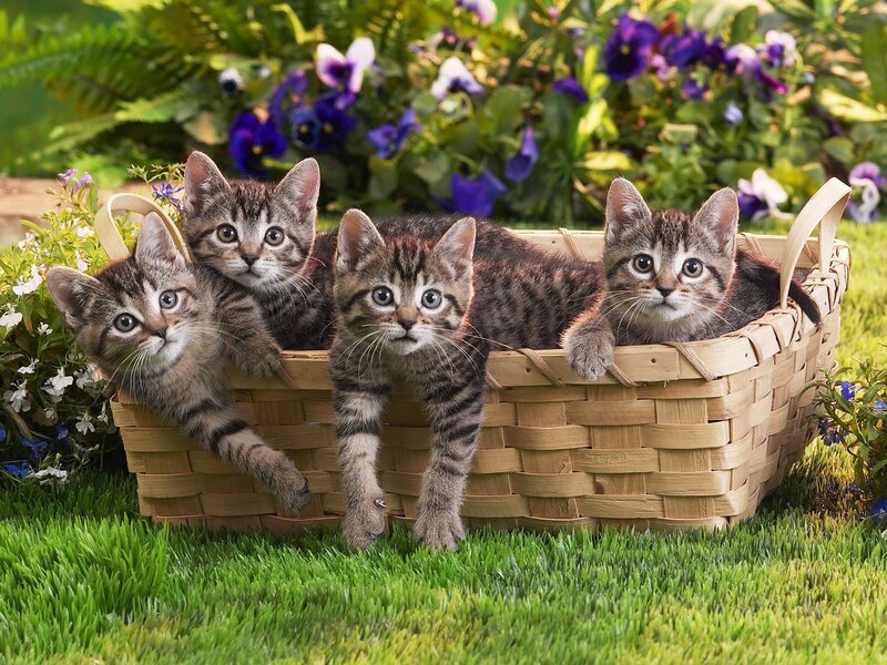 Four Tabby Kittens — Green, Peaceful, Afternoon