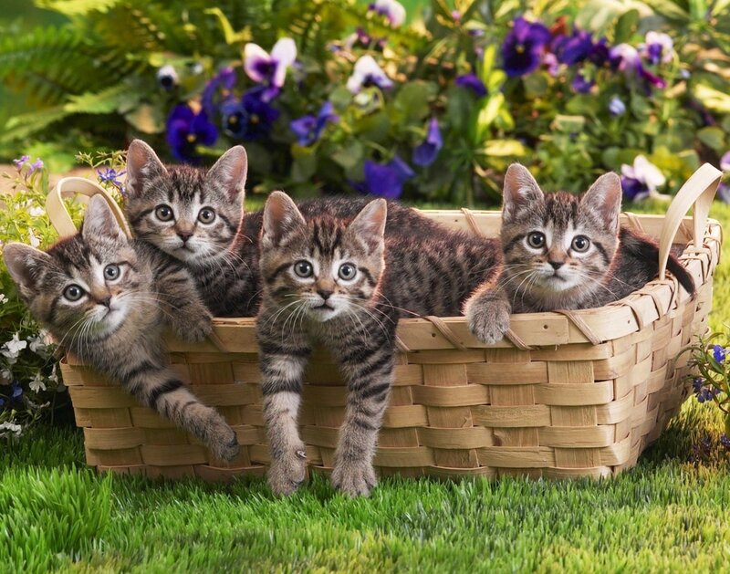 Four Tabby Kittens — Green, Peaceful