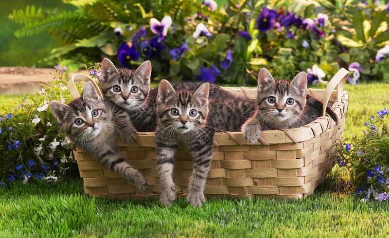 Four Tabby Kittens — Green, Serene, Spring