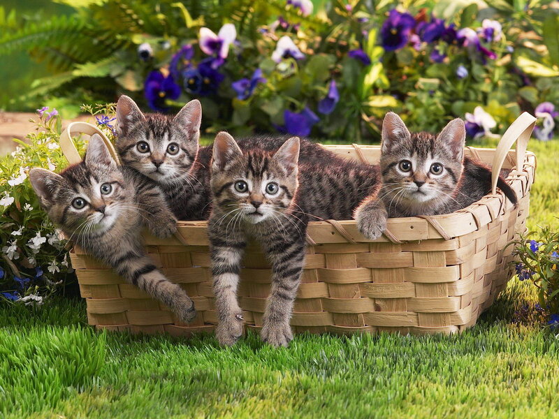 Four Tabby Kittens — Green, Serene