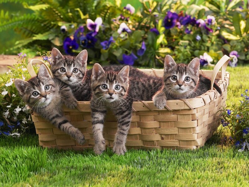 Four Tabby Kittens — Green