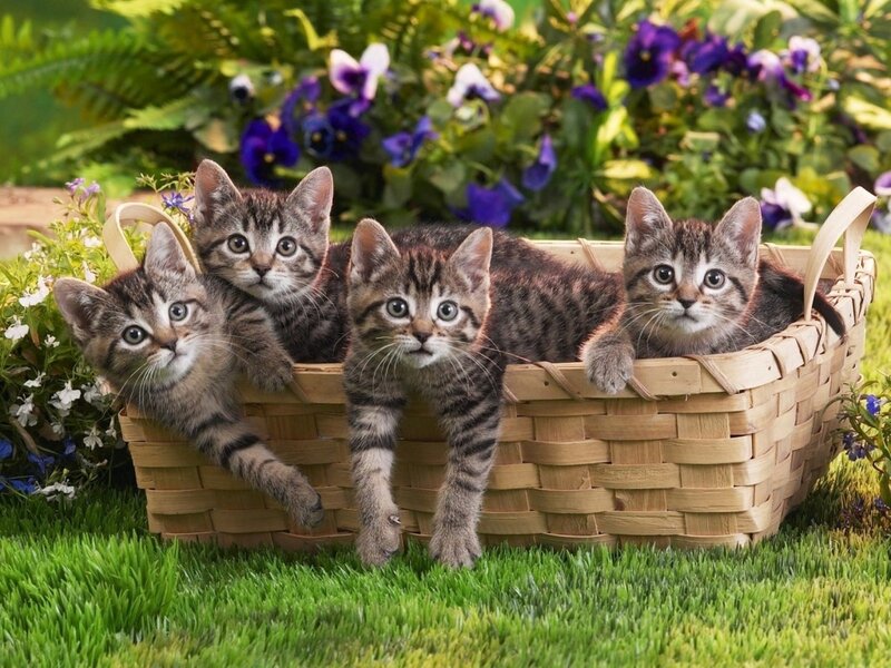 Four Tabby Kittens in Basket