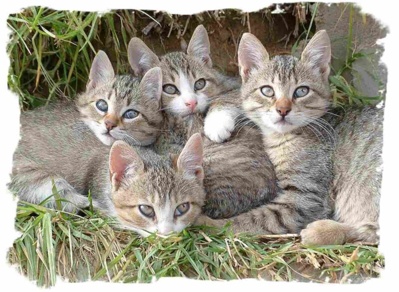 Four Tabby Kittens