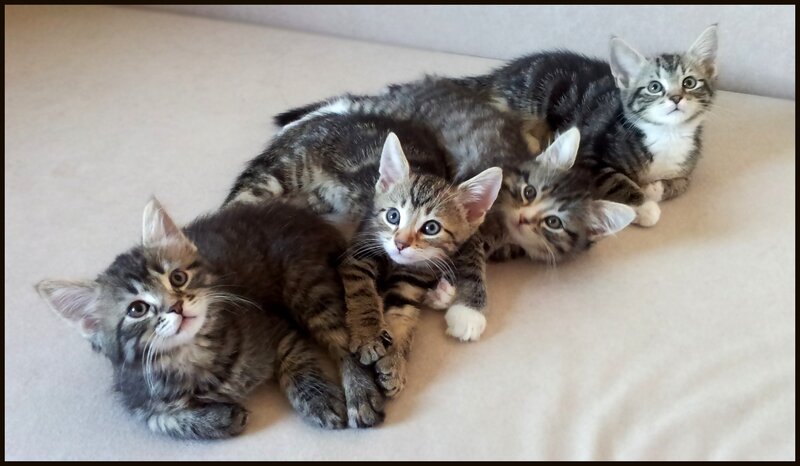 four tabby kittens together
