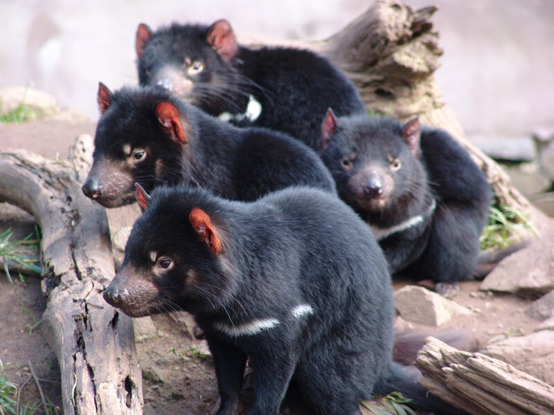 Four Tasmanian devils in enclosure