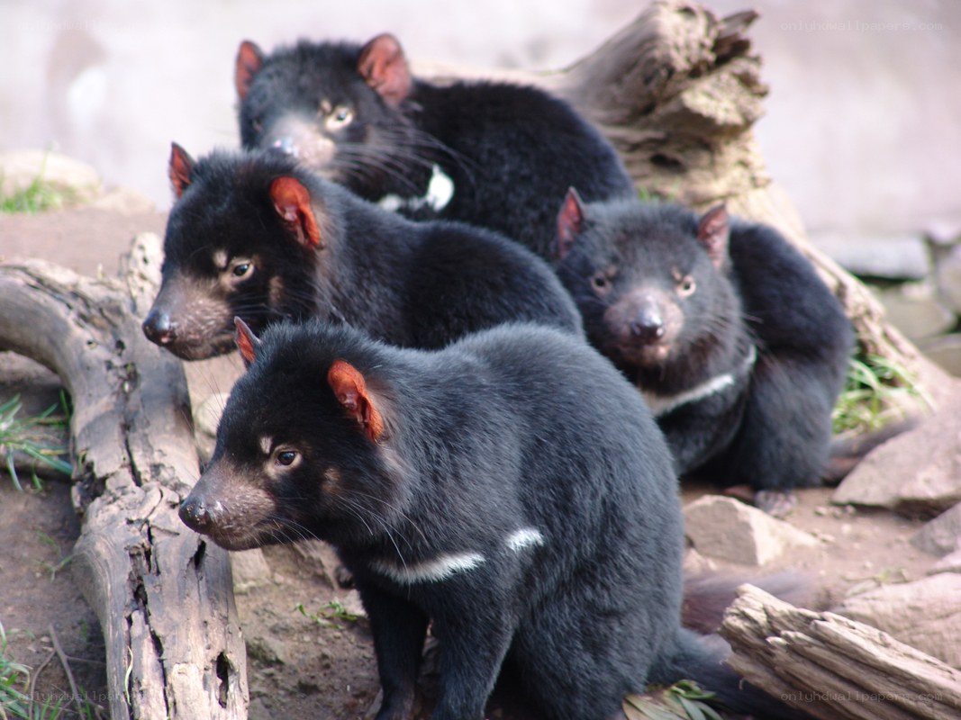 Four Tasmanian devils in enclosure