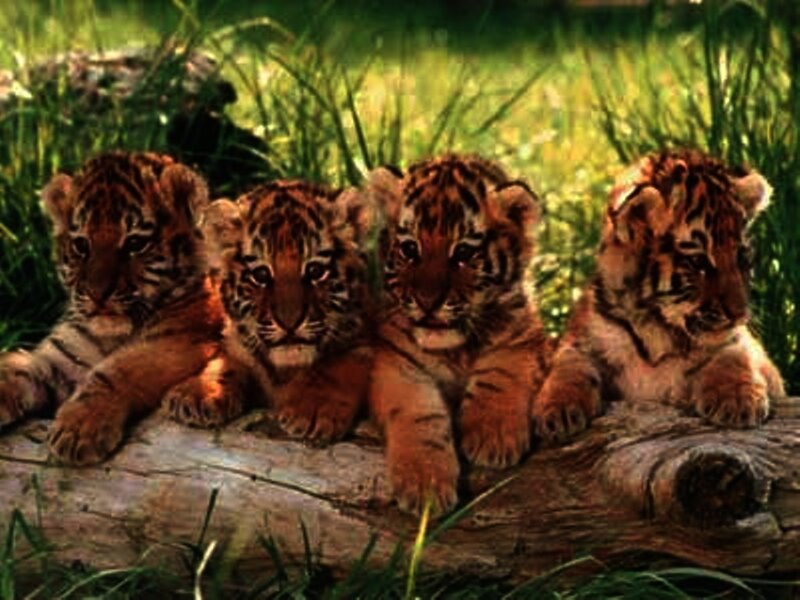 four tiger cubs on a log