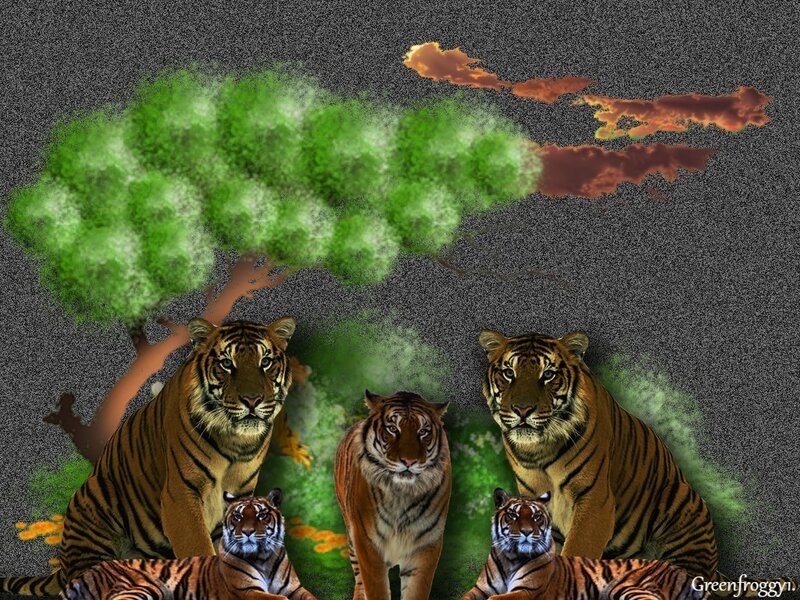 Four Tigers in Forest