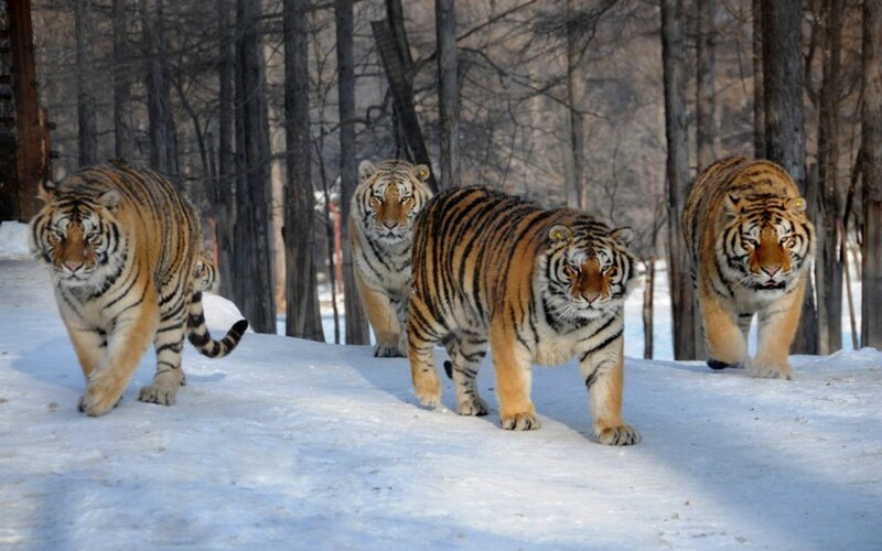 Four Tigers in Snow