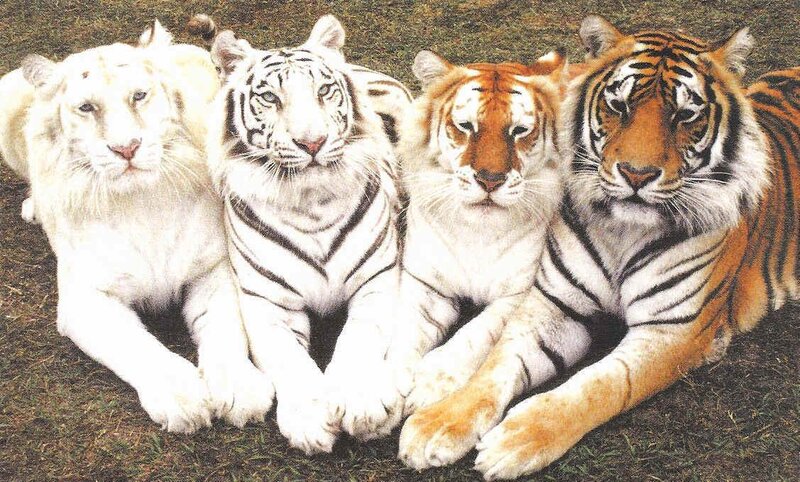 Four tigers of different colors