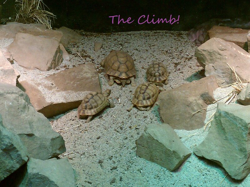 Four Tortoises on Gravel