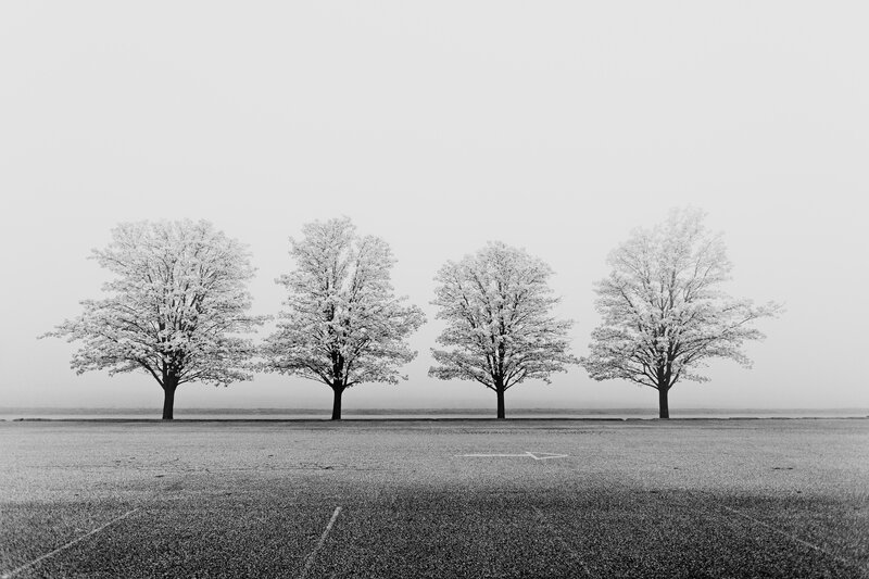 Four trees in a foggy parking lot