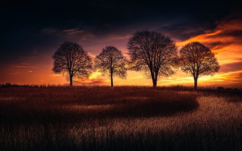 Four Trees in Field
