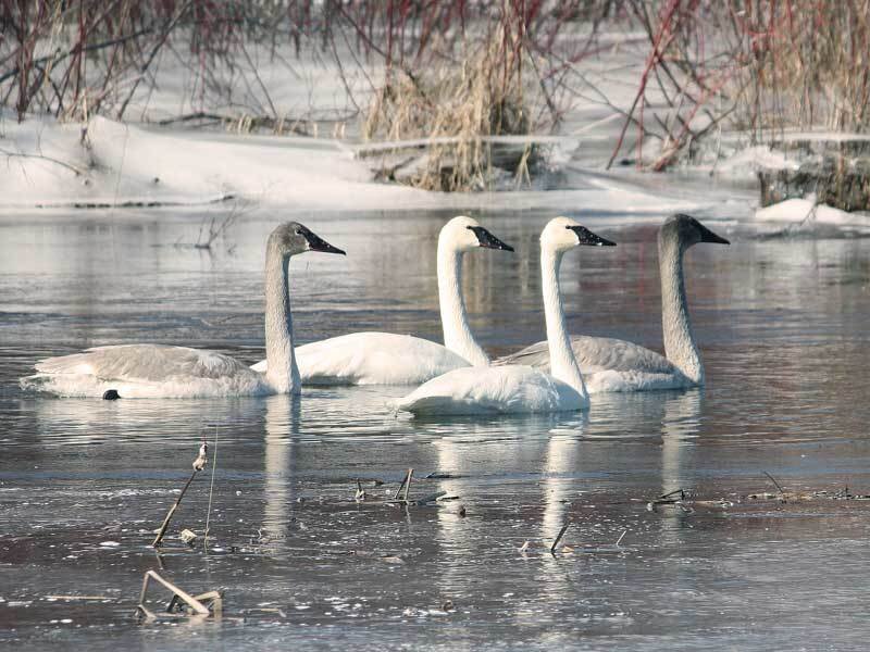 Four Trumpeter Swans