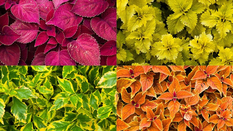 Four Types of Coleus Plants