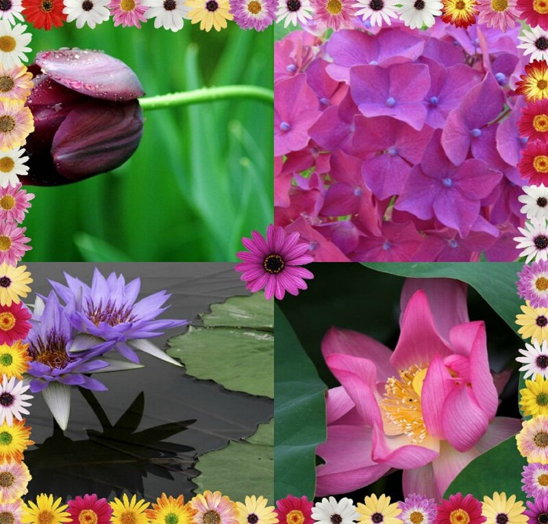 Four Types of Flowers — Purple