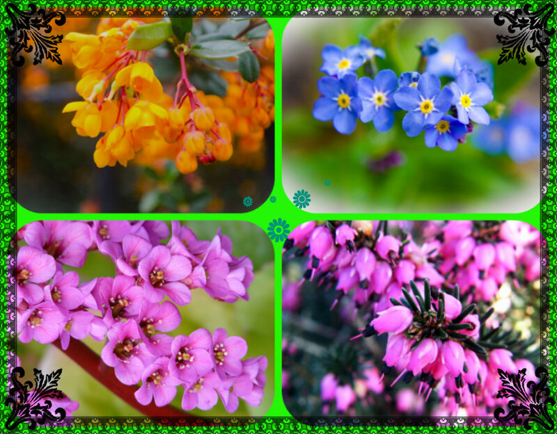 Four Types of Flowers