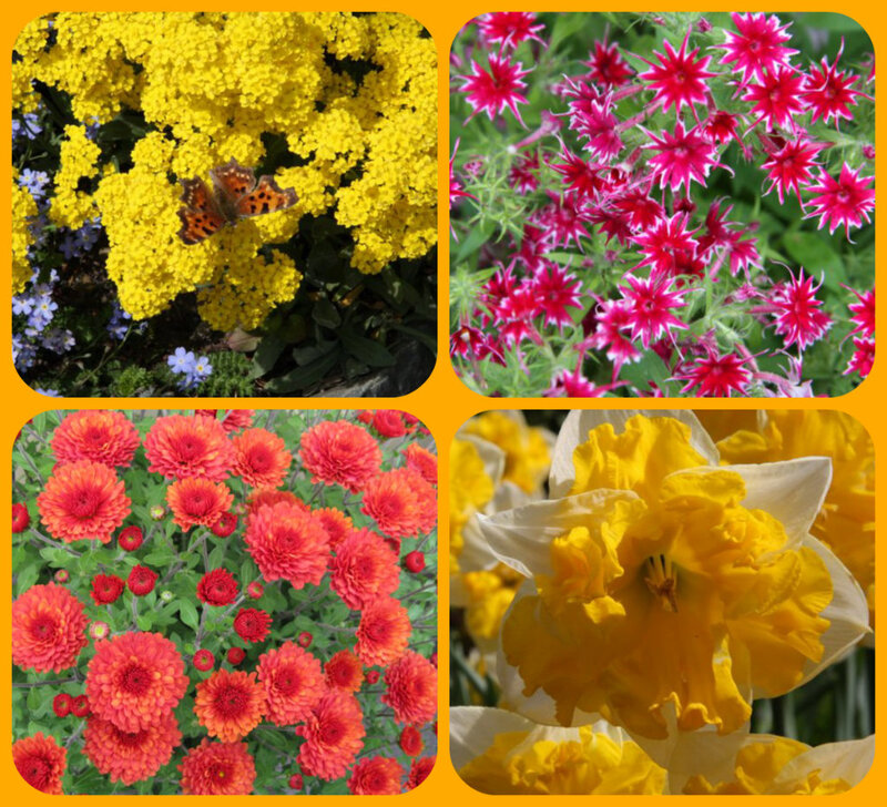 Four Types of Flowers — Yellow
