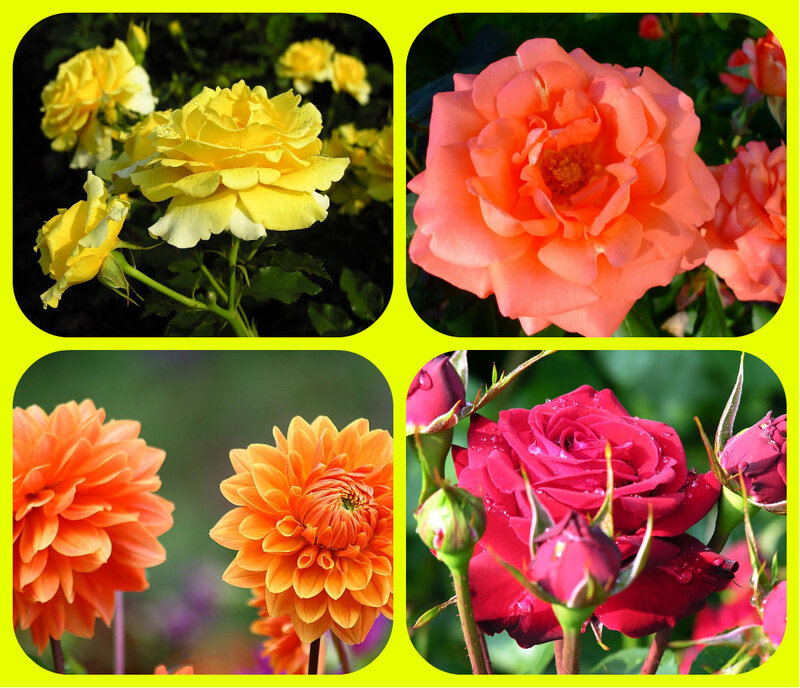 Four Types of Roses and Dahlias