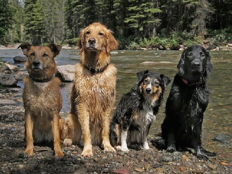 Four Wet Dogs by River — Brown