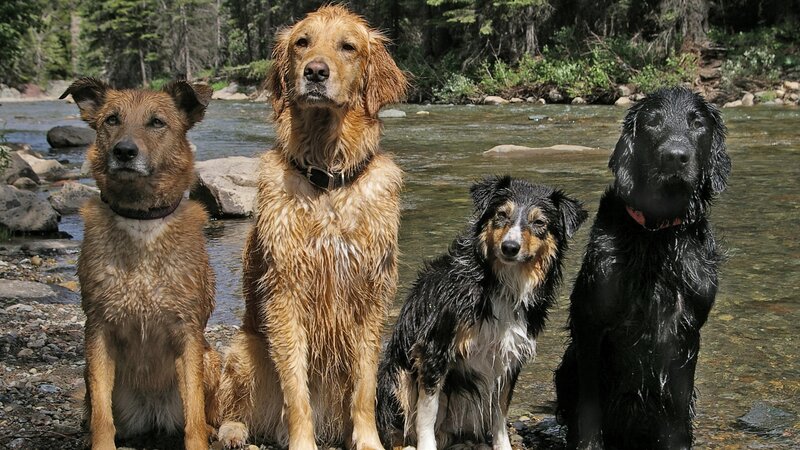 Four Wet Dogs by River