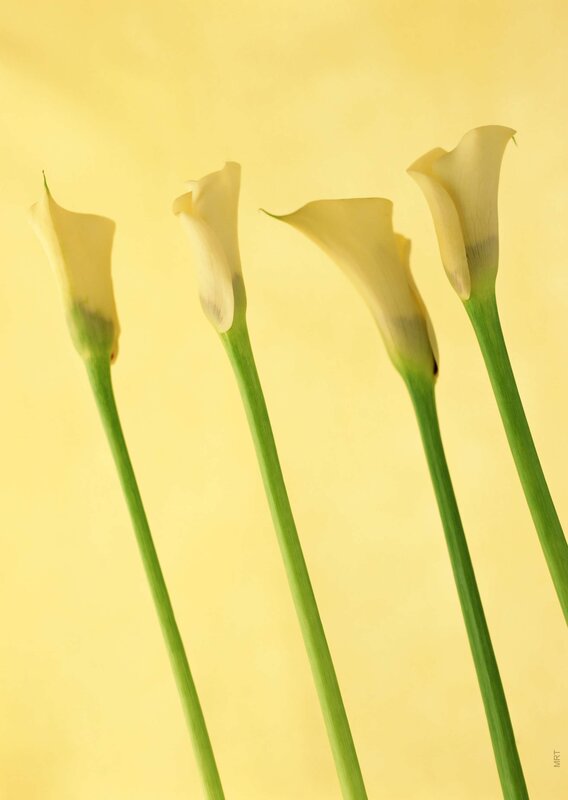 Four white calla lilies