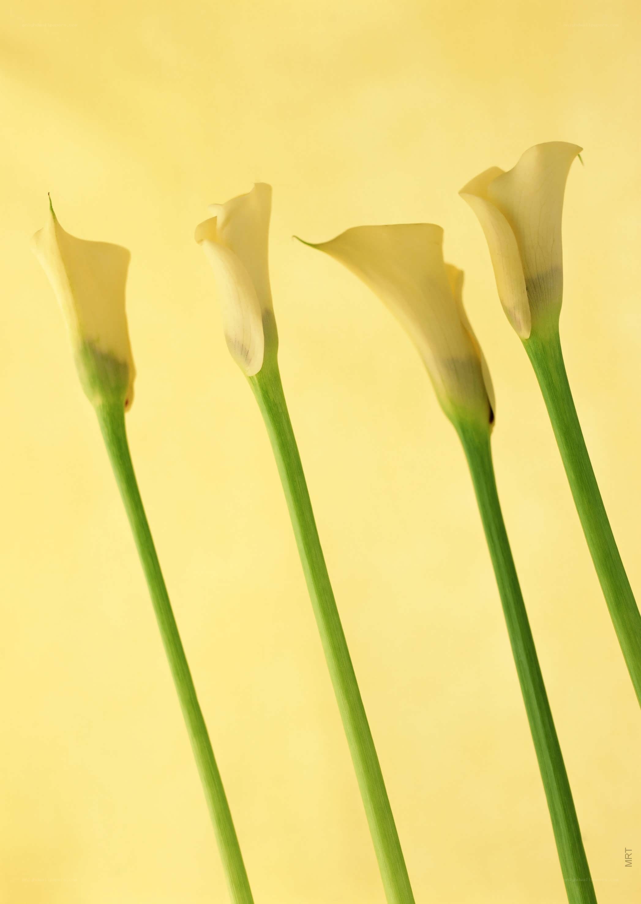Four white calla lilies
