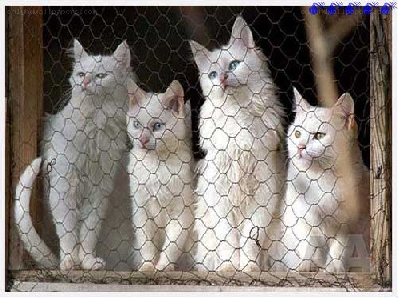 four white cats behind wire mesh