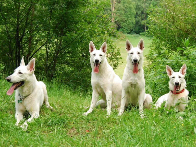 four white german shepherds in grass