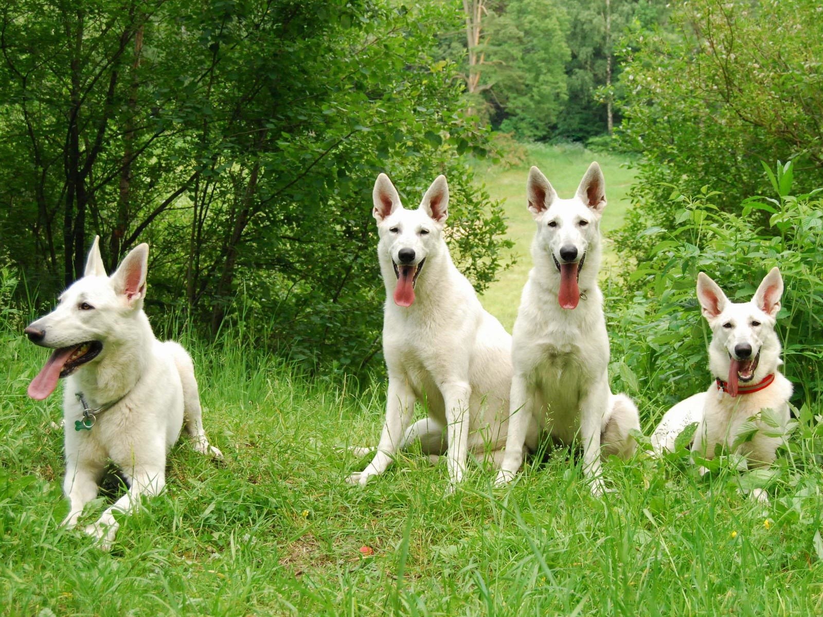 four white german shepherds in grass
