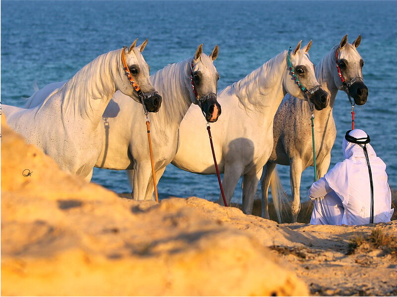 Four White Horses on Beach — Serene