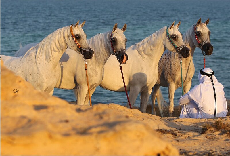 Four White Horses on Beach