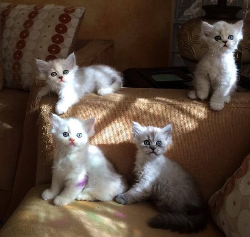 Four White Kittens — Calm, Afternoon, Photograph