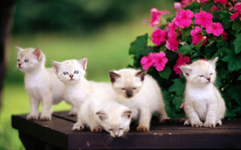Four White Kittens — Calm, Afternoon