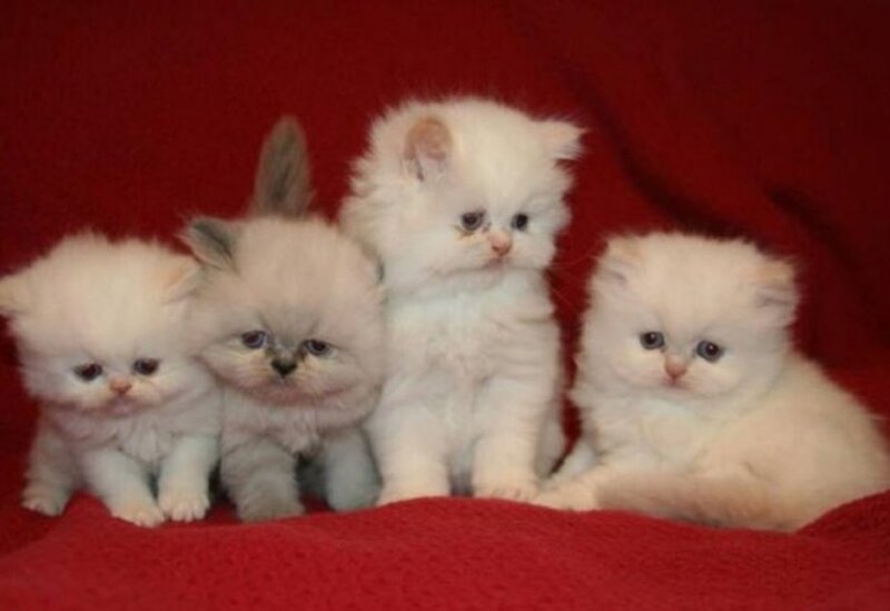 Four White Kittens — Calm, Photograph, Red Blanket