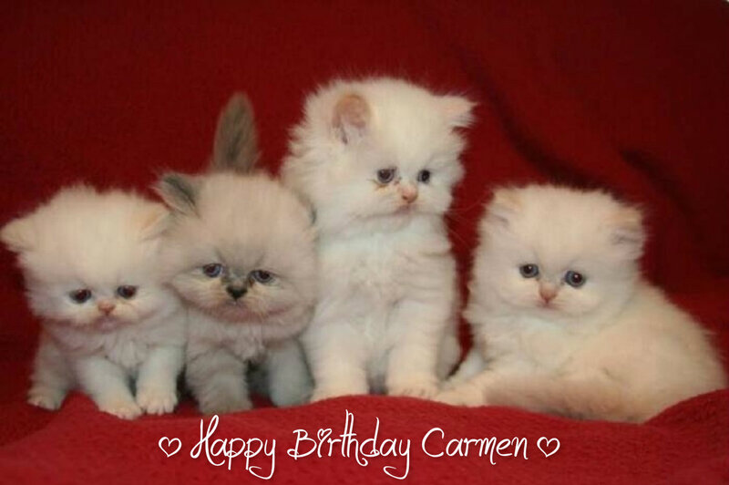 Four White Kittens — Calm, Photograph